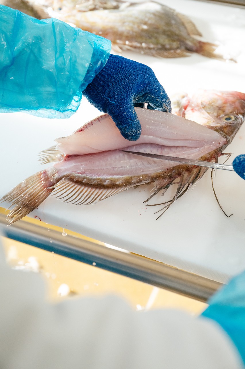 Découpe d'un poisson vue de près